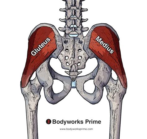 The spine in the image above curves to the left. . Overdeveloped gluteus medius
